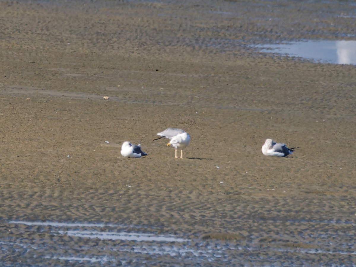 Мартин чорнокрилий (підвид taimyrensis) - ML646170753