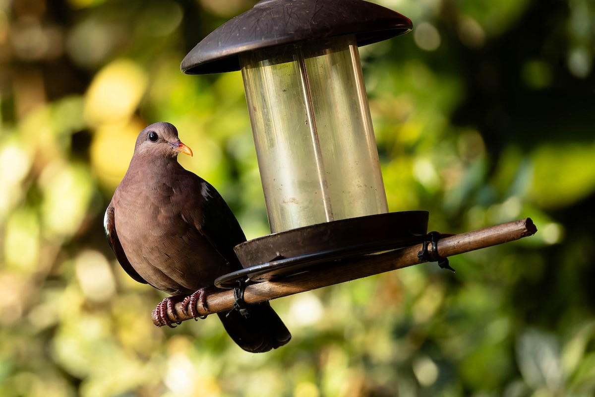 Pacific Emerald Dove - ML646170758