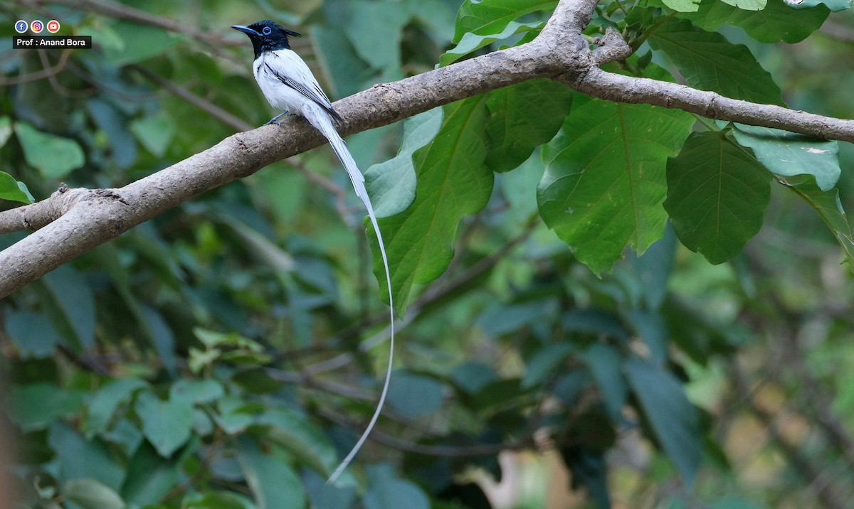 Indian Paradise-Flycatcher - ML646170764