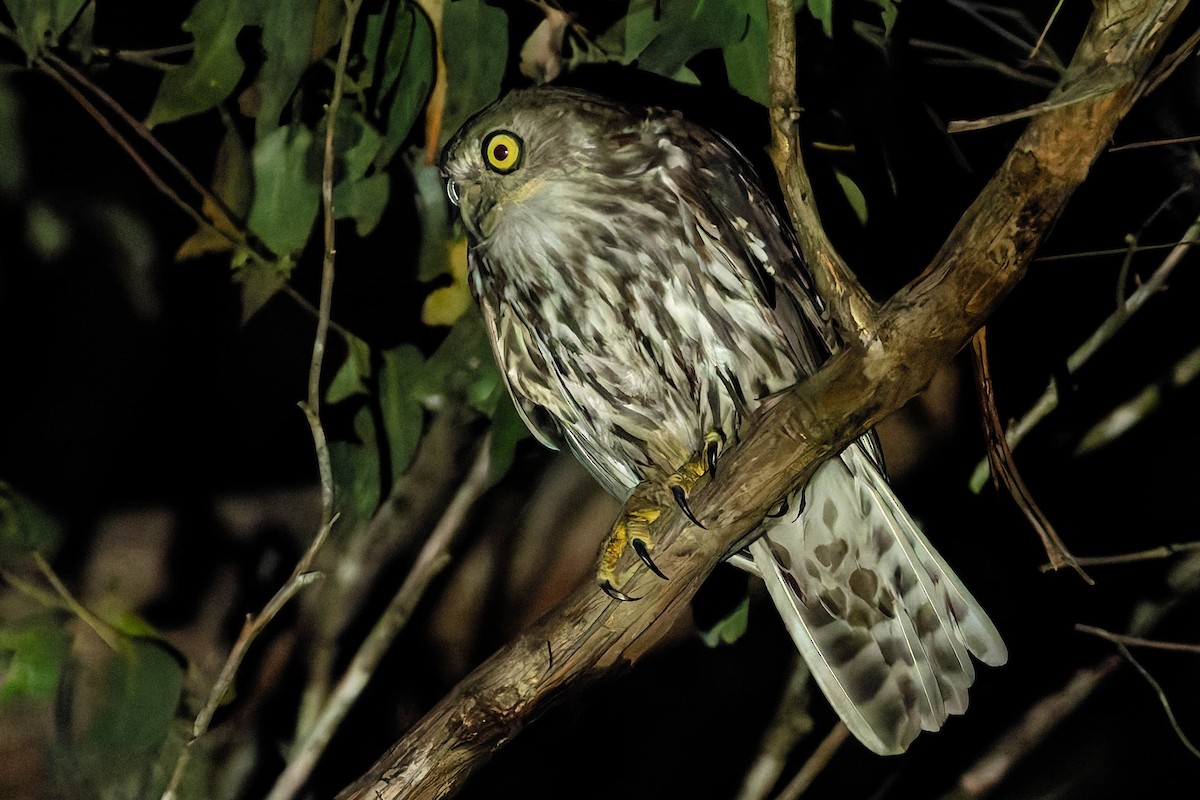 Barking Owl - ML646170773
