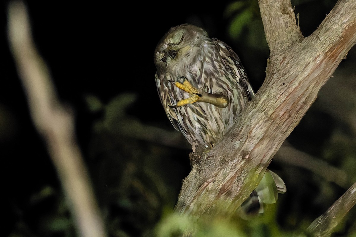 Barking Owl - ML646170774