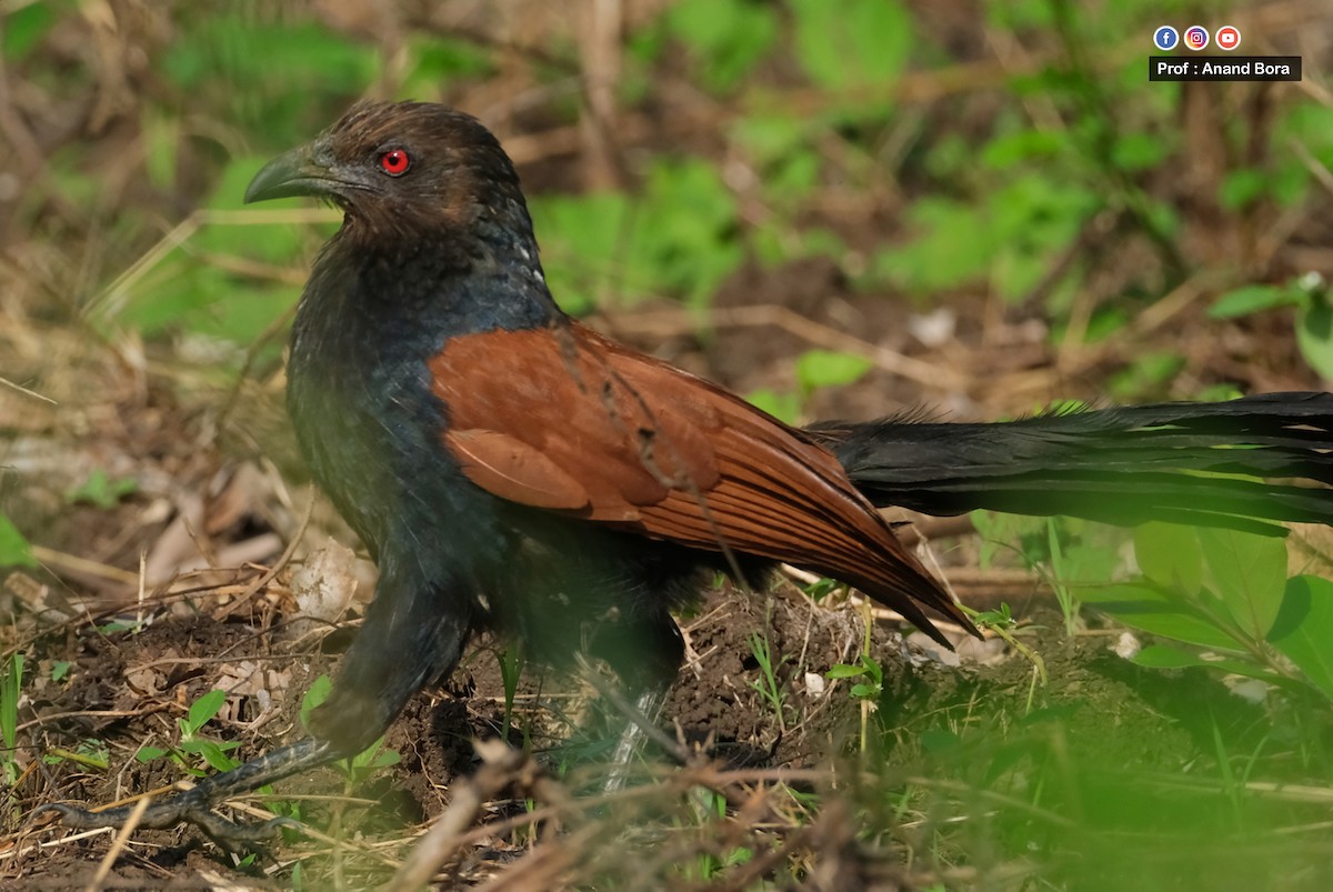 Greater Coucal - ML646170789