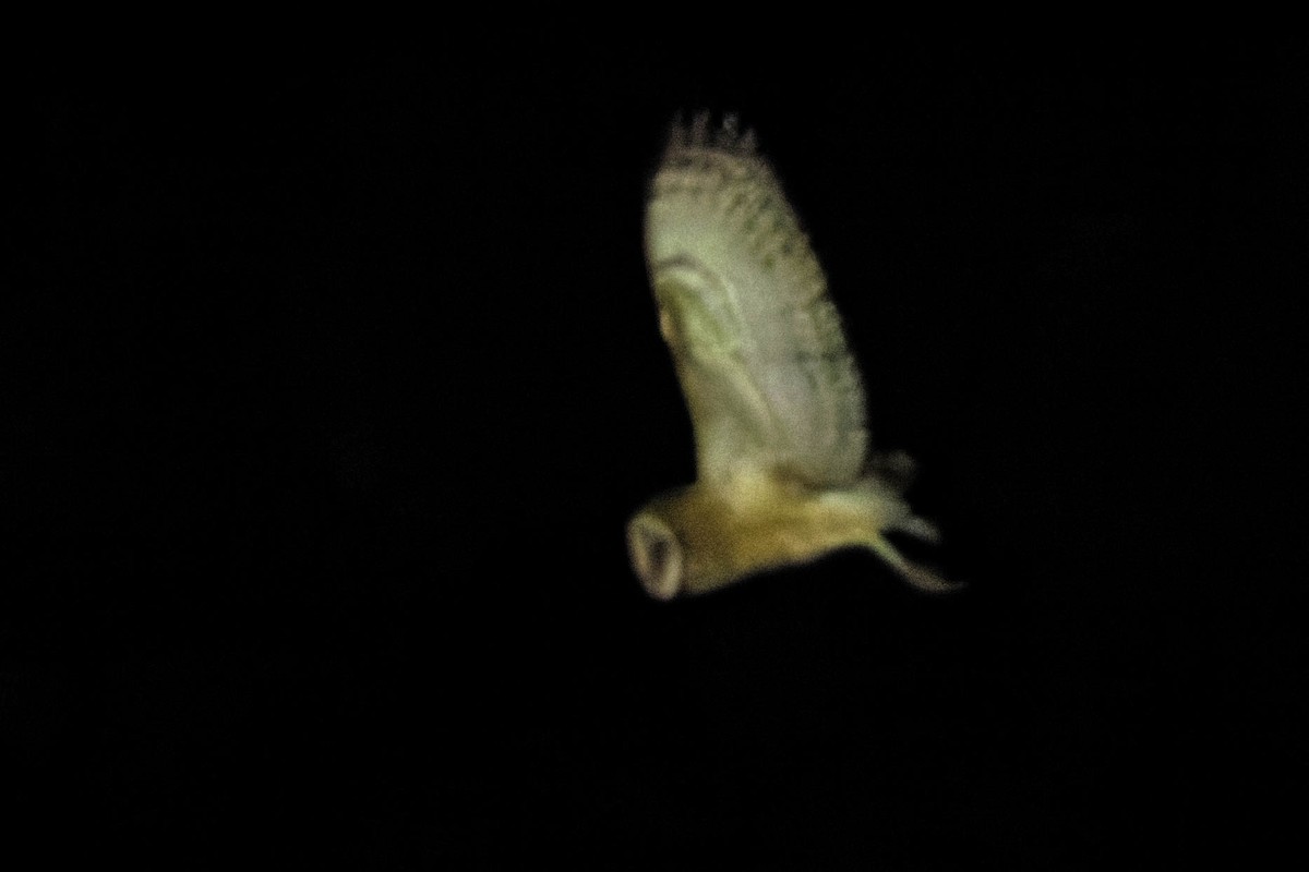 Australasian Grass-Owl - ML646170790