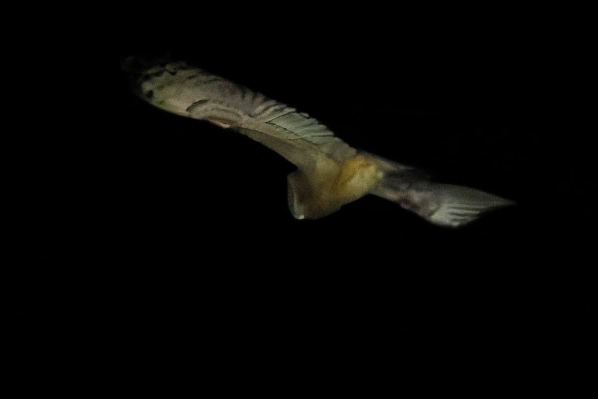 Australasian Grass-Owl - ML646170792