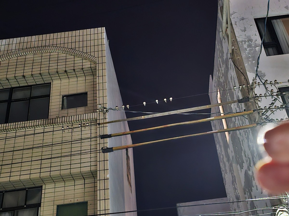 vlaštovka obecná - ML646170809