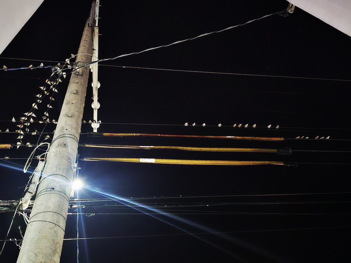 vlaštovka obecná - ML646170811