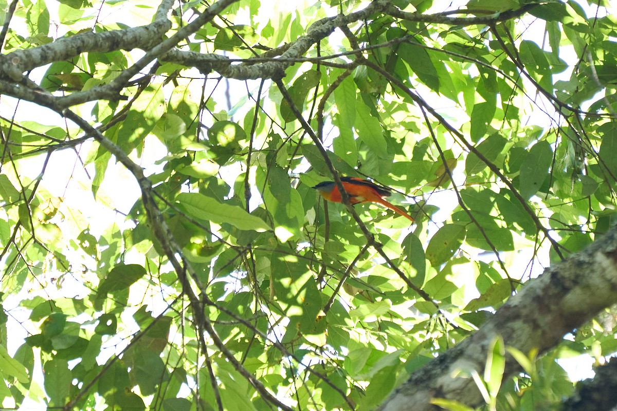 gråhakemønjefugl (solaris gr.) - ML646170813