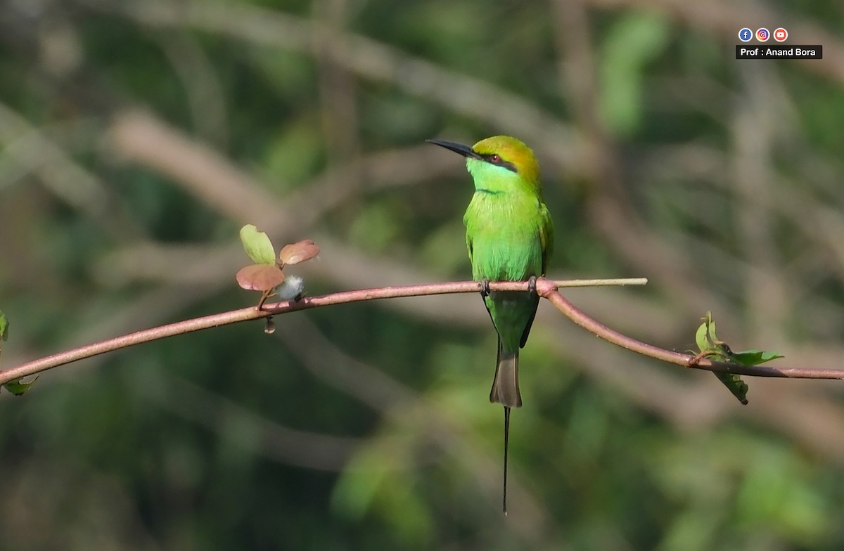 Asian Green Bee-eater - ML646170814