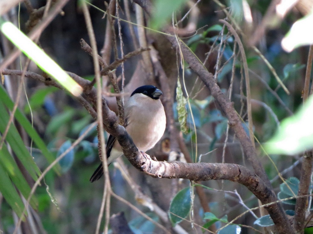 歐亞鷽 - ML646170824