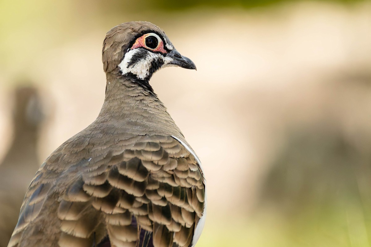 Squatter Pigeon - ML646170825