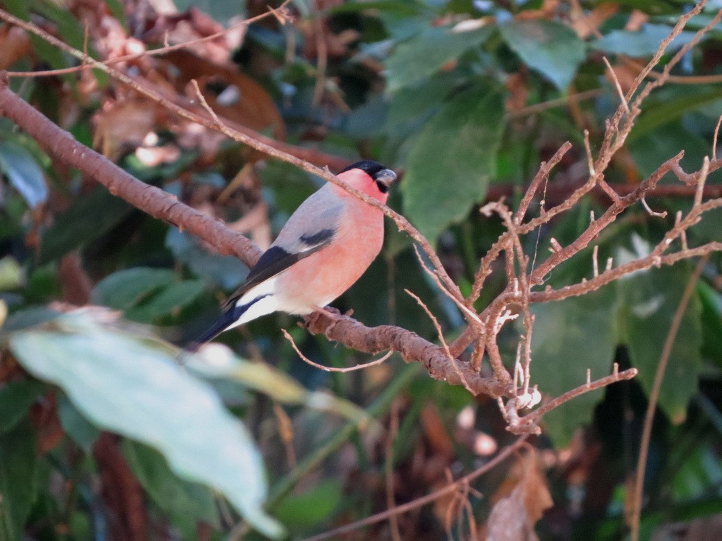 歐亞鷽 - ML646170826