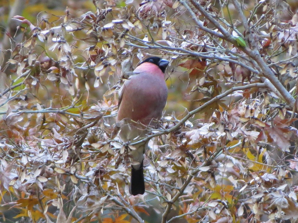 歐亞鷽 - ML646170829