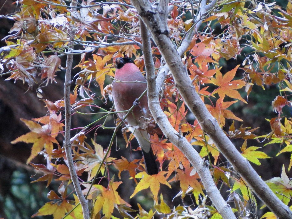 歐亞鷽 - ML646170831