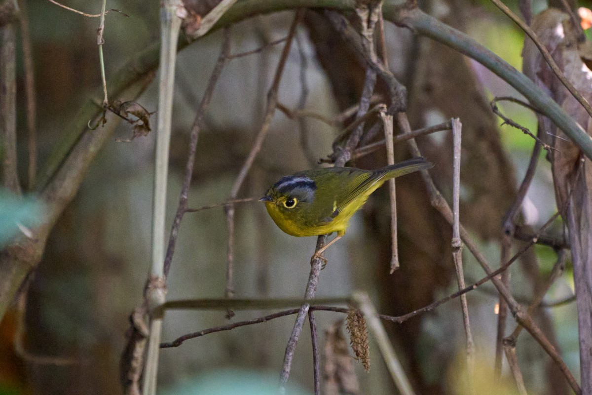 White-spectacled Warbler - ML646170842