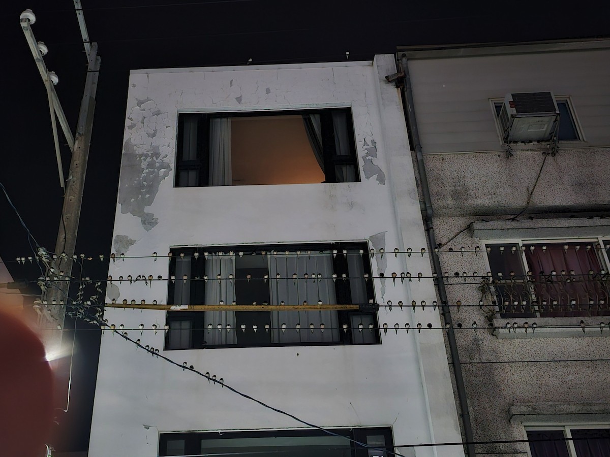 vlaštovka obecná - ML646170849