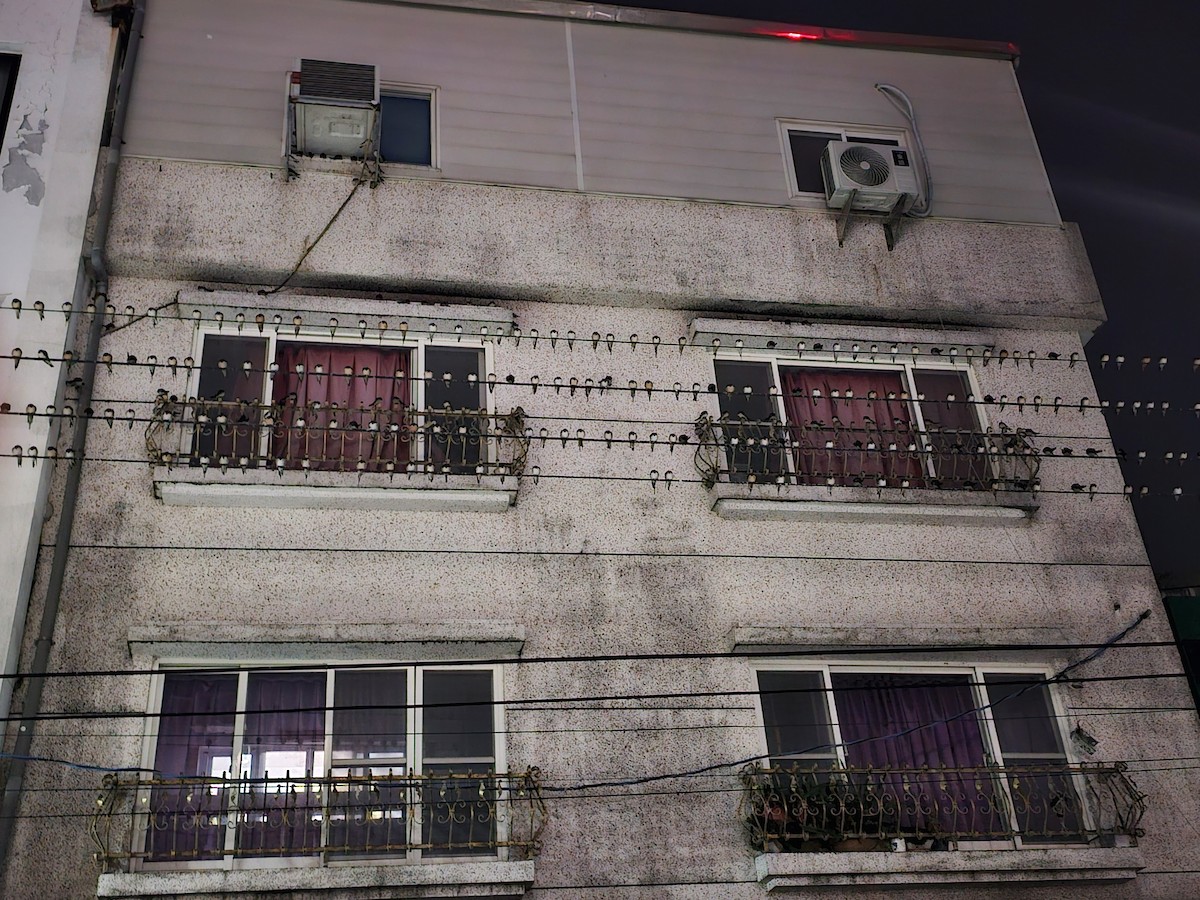 vlaštovka obecná - ML646170862