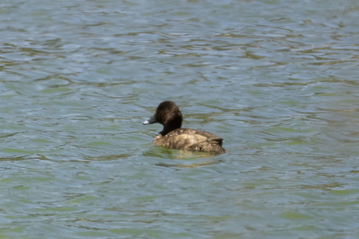 Hardhead - ML646170863