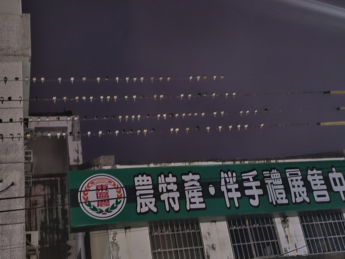 vlaštovka obecná - ML646170864