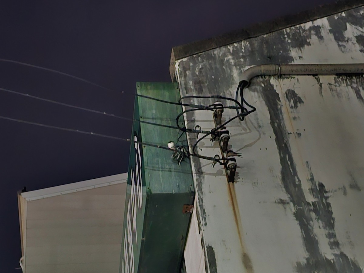 vlaštovka obecná - ML646170868