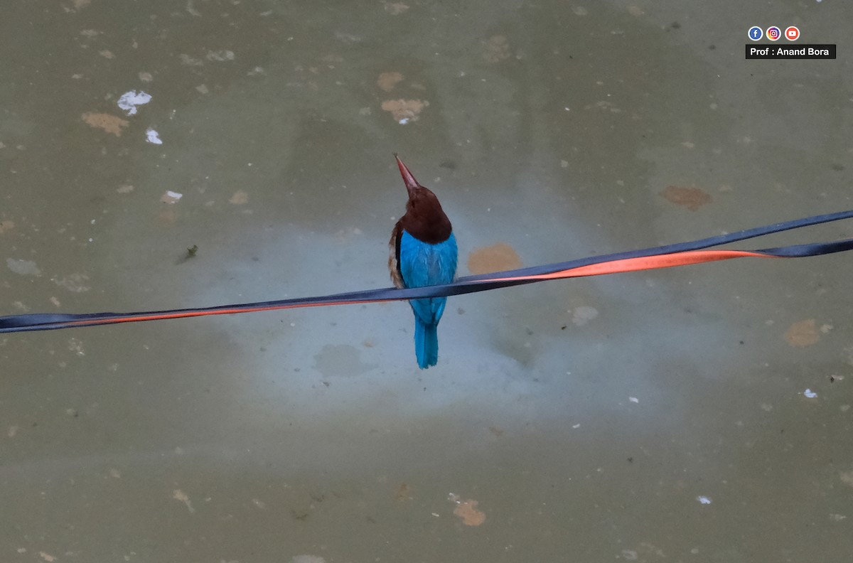 White-throated Kingfisher - ML646170870