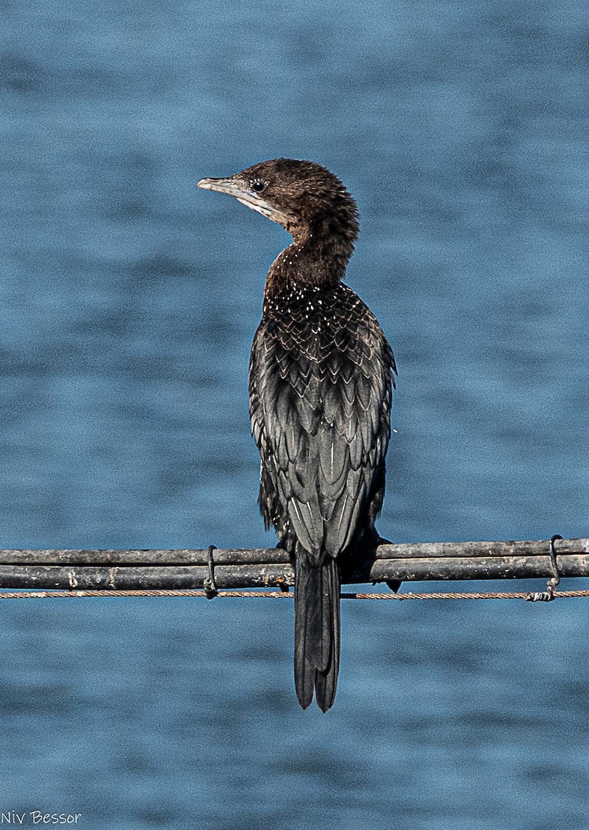 Ubarroi txikia - ML646170873