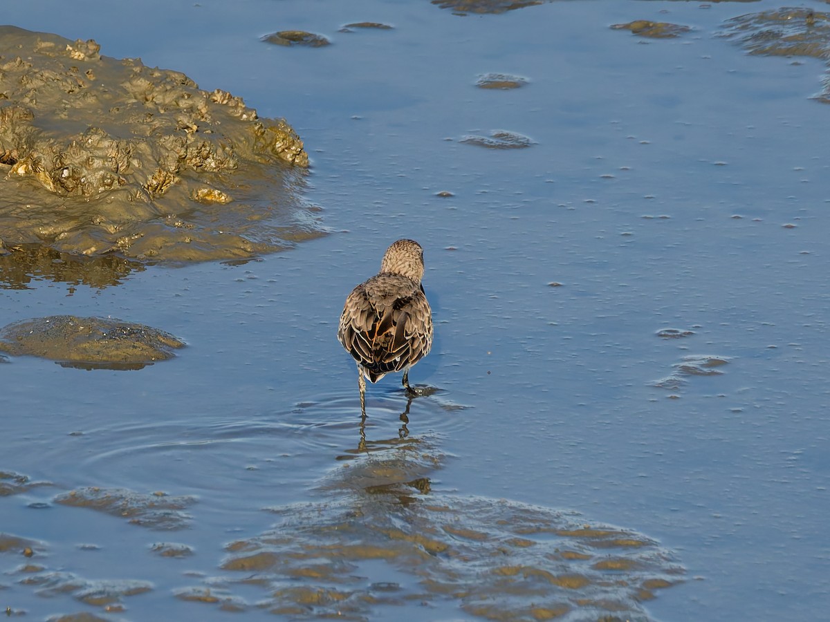 黑腹濱鷸 - ML646170878