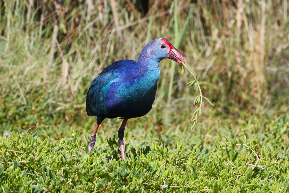 Uroilo urdin burugrisa - ML646170879