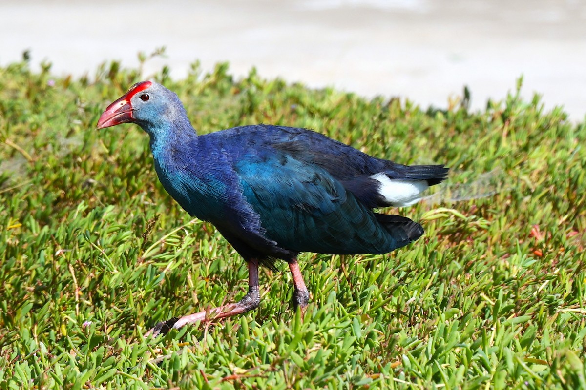 Uroilo urdin burugrisa - ML646170880