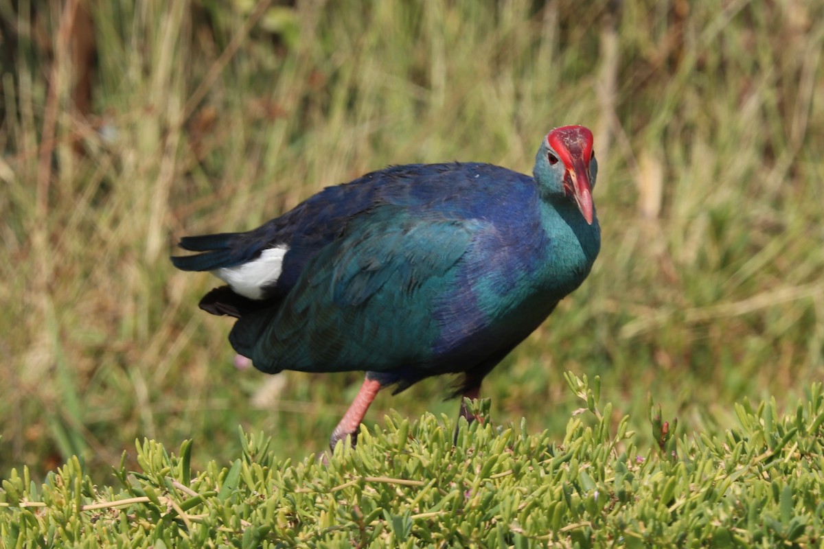 Uroilo urdin burugrisa - ML646170881