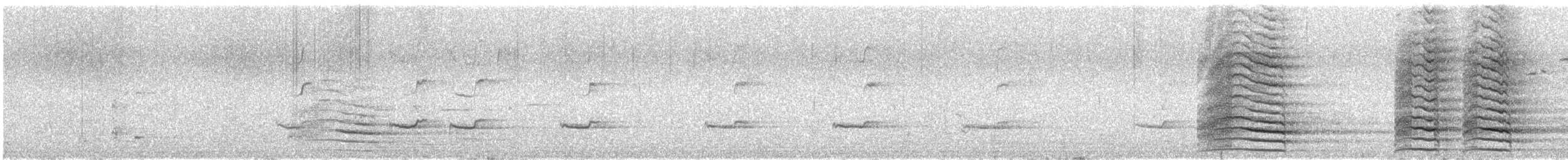 Western Corella - ML646170884