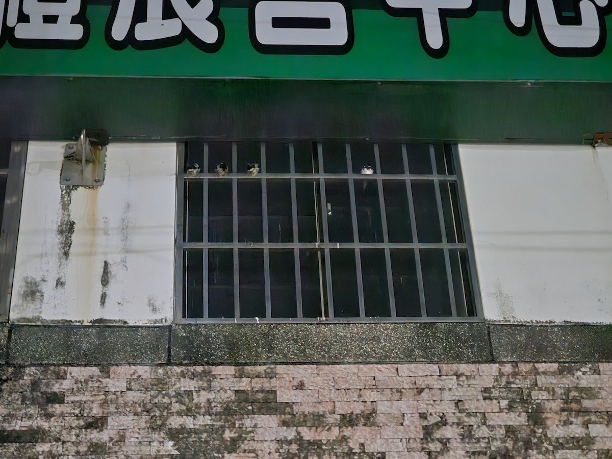 vlaštovka obecná - ML646170890