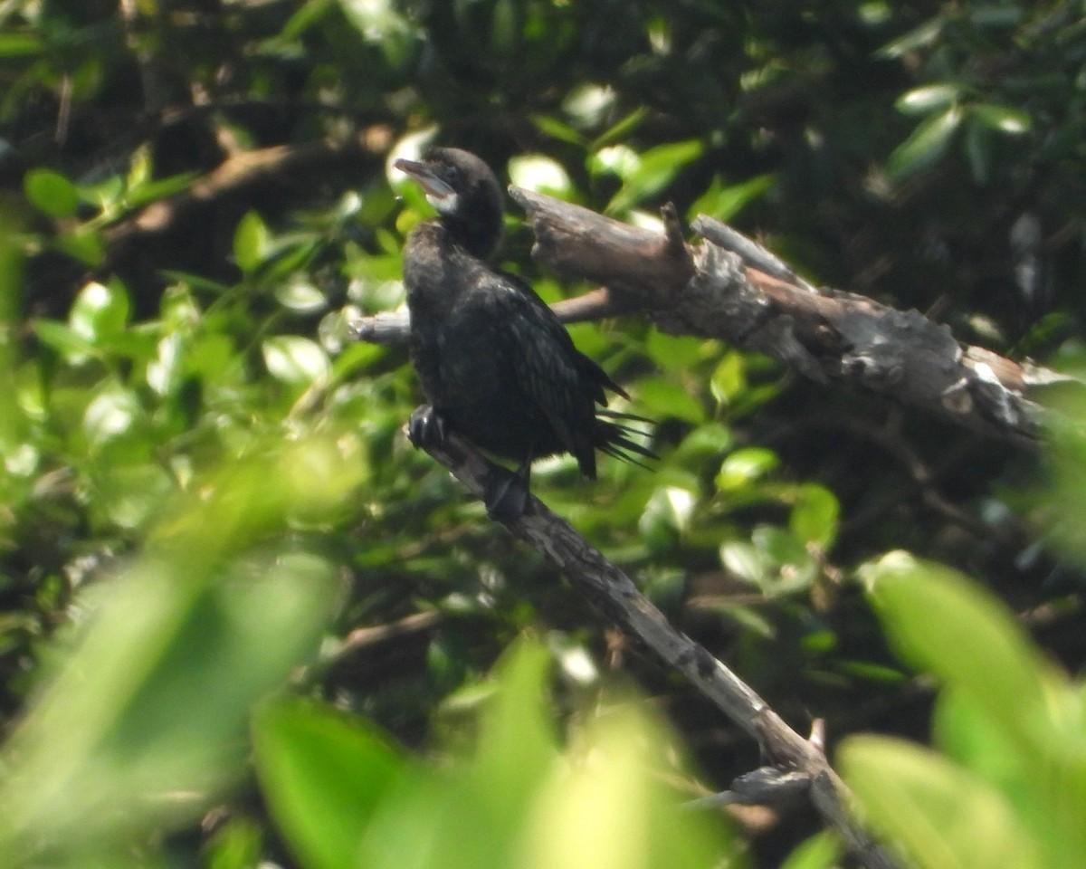 Little Cormorant - ML646170891