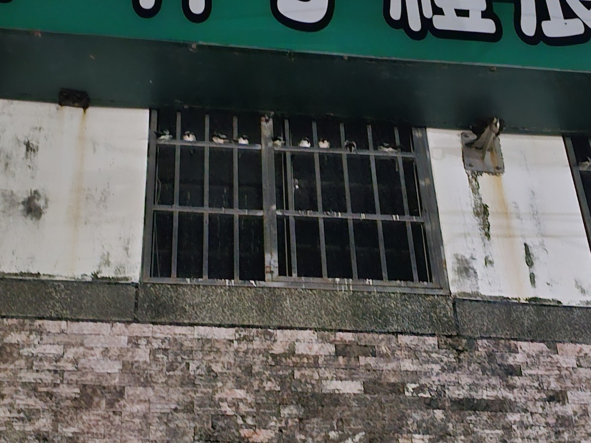 vlaštovka obecná - ML646170901