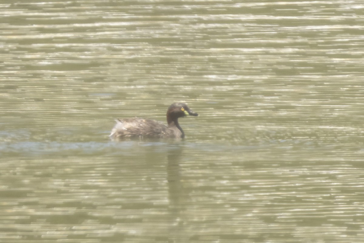 Australasian Grebe - ML646170916