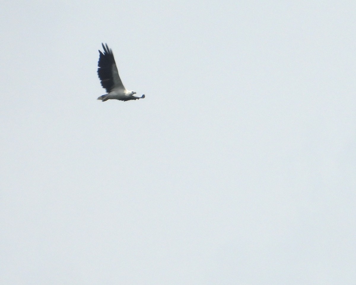 White-bellied Sea-Eagle - ML646170918