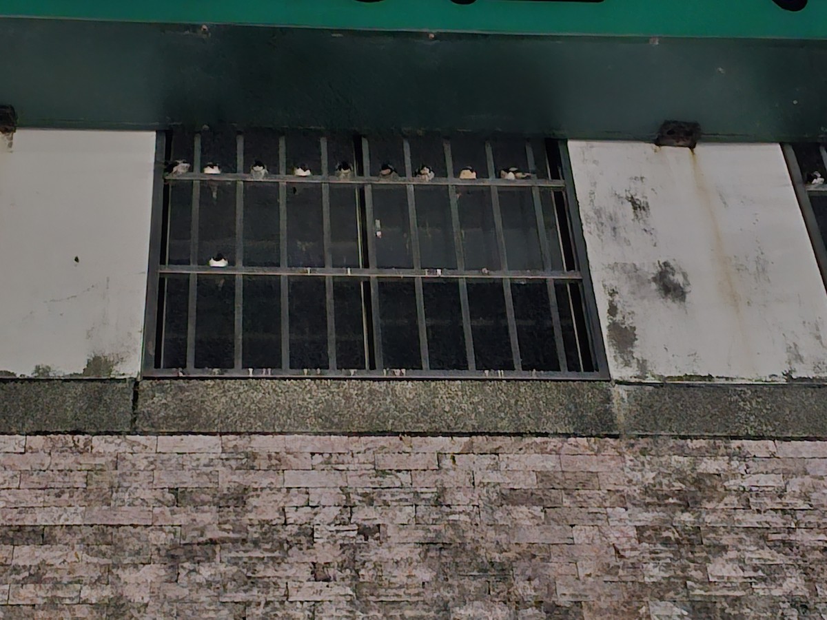 vlaštovka obecná - ML646170919