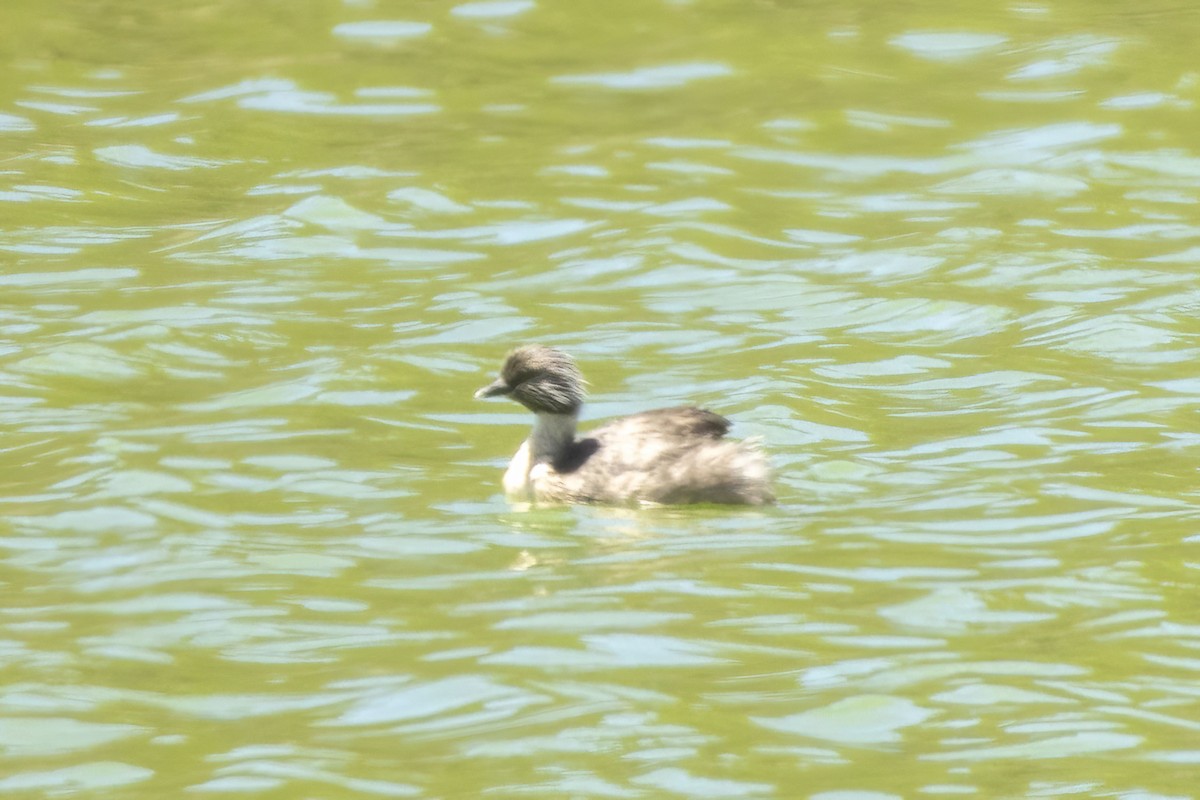 Hoary-headed Grebe - ML646170921