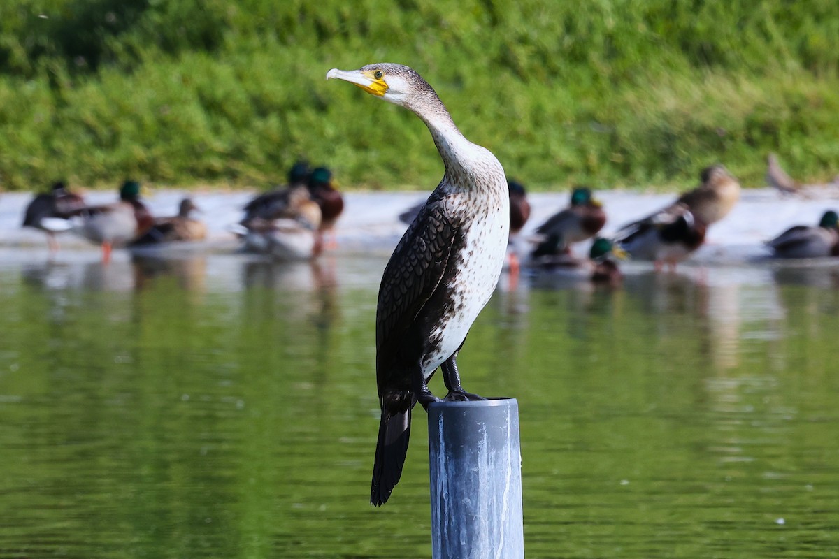 storskarv - ML646170922