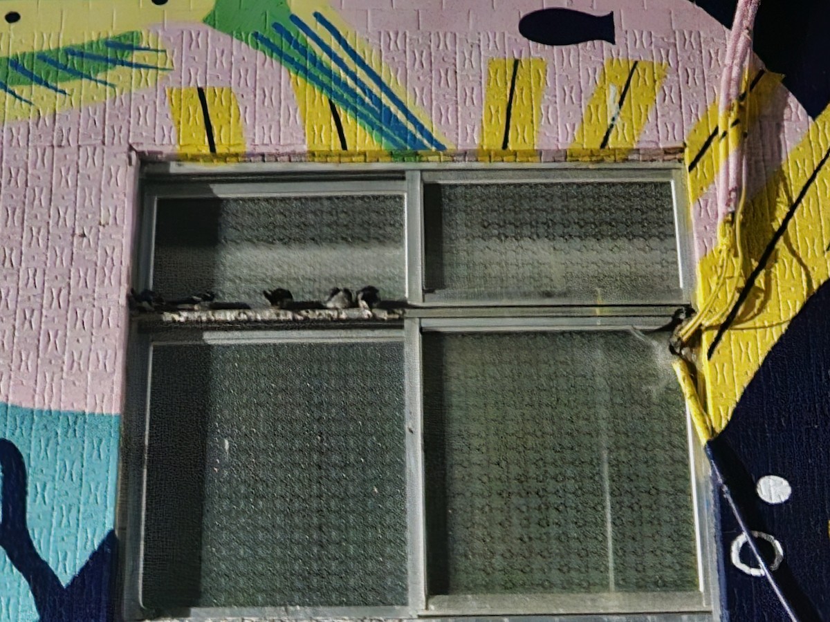 vlaštovka obecná - ML646170928