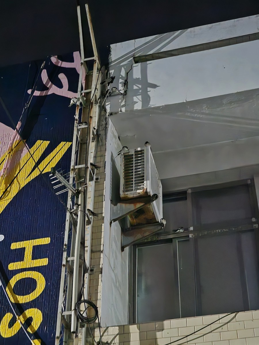 vlaštovka obecná - ML646170934