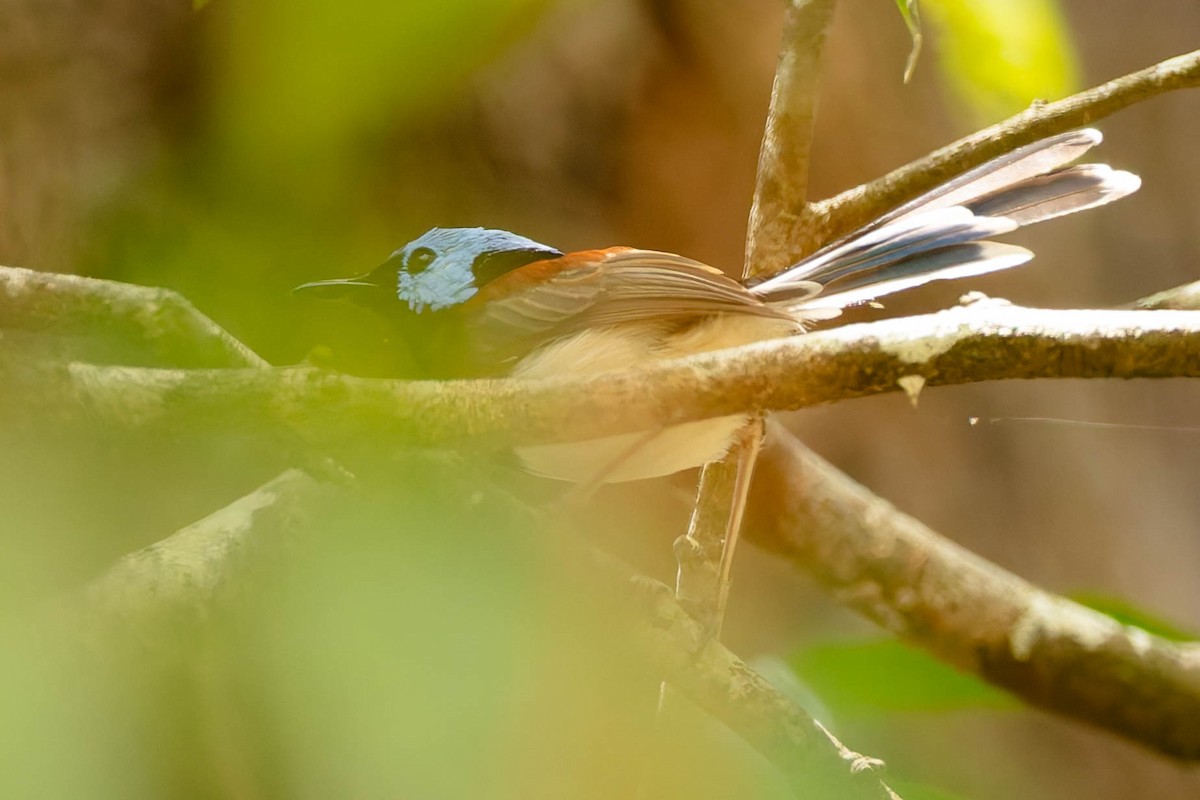 Lovely Fairywren - ML646170940