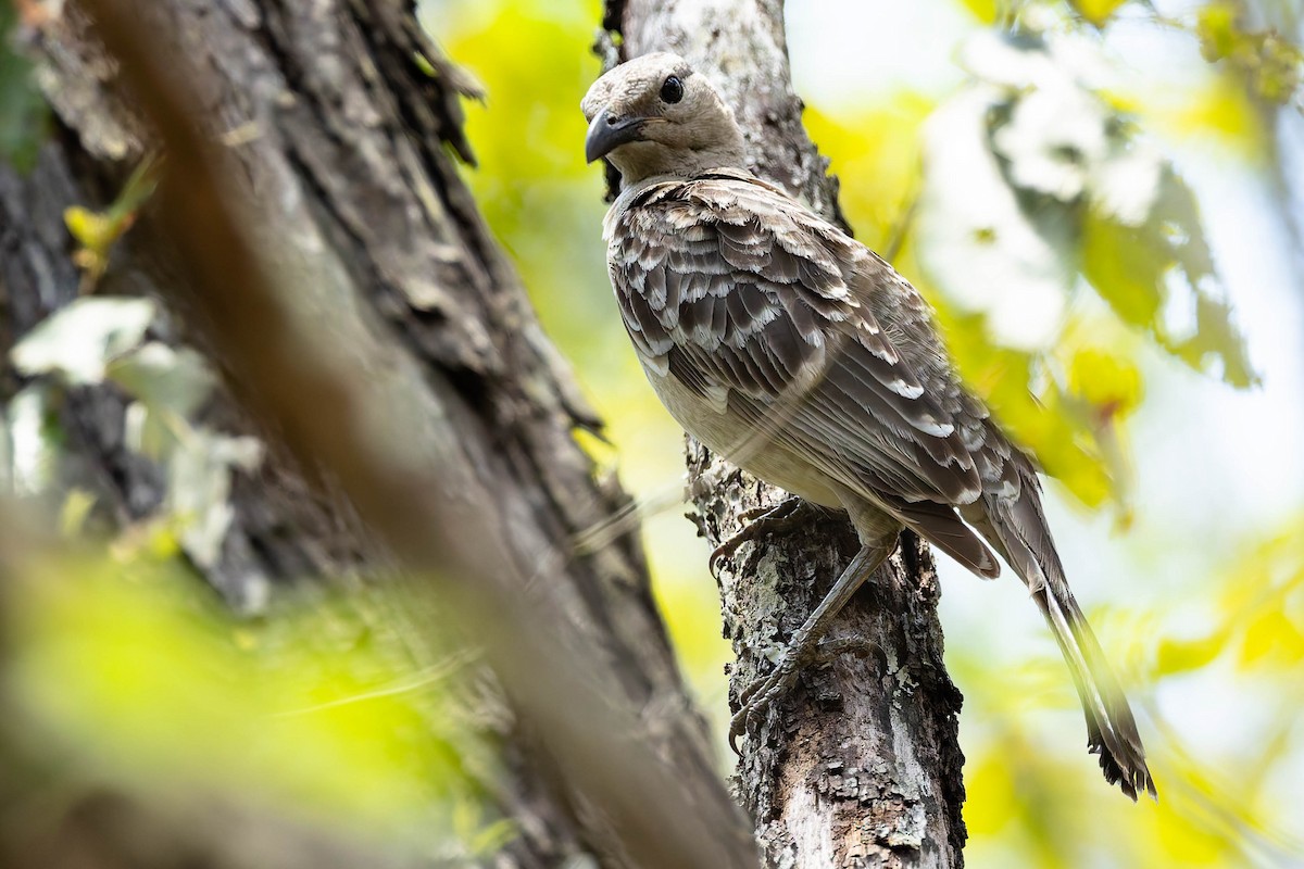 Great Bowerbird - ML646170942