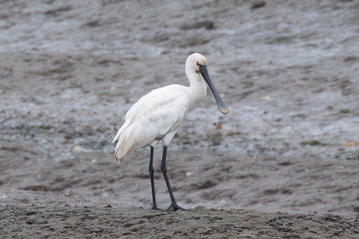 Eurasian Spoonbill - ML646170943