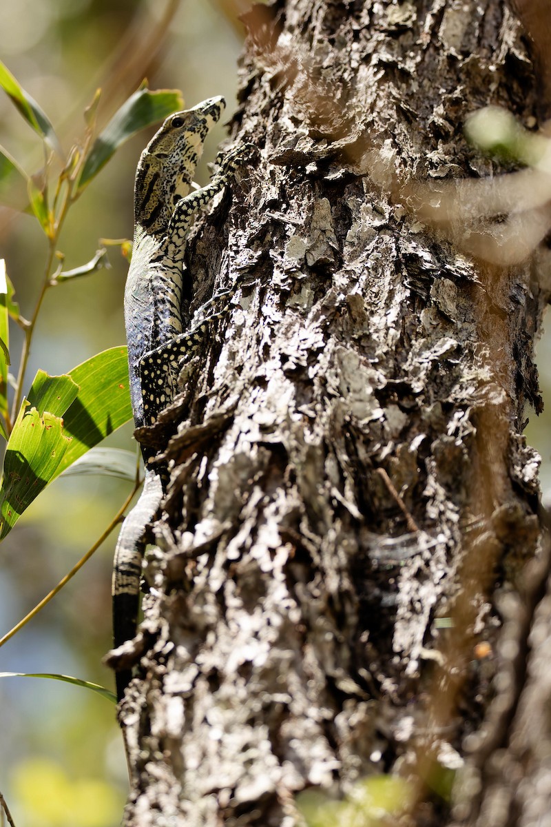 Lace Monitor - ML646170945