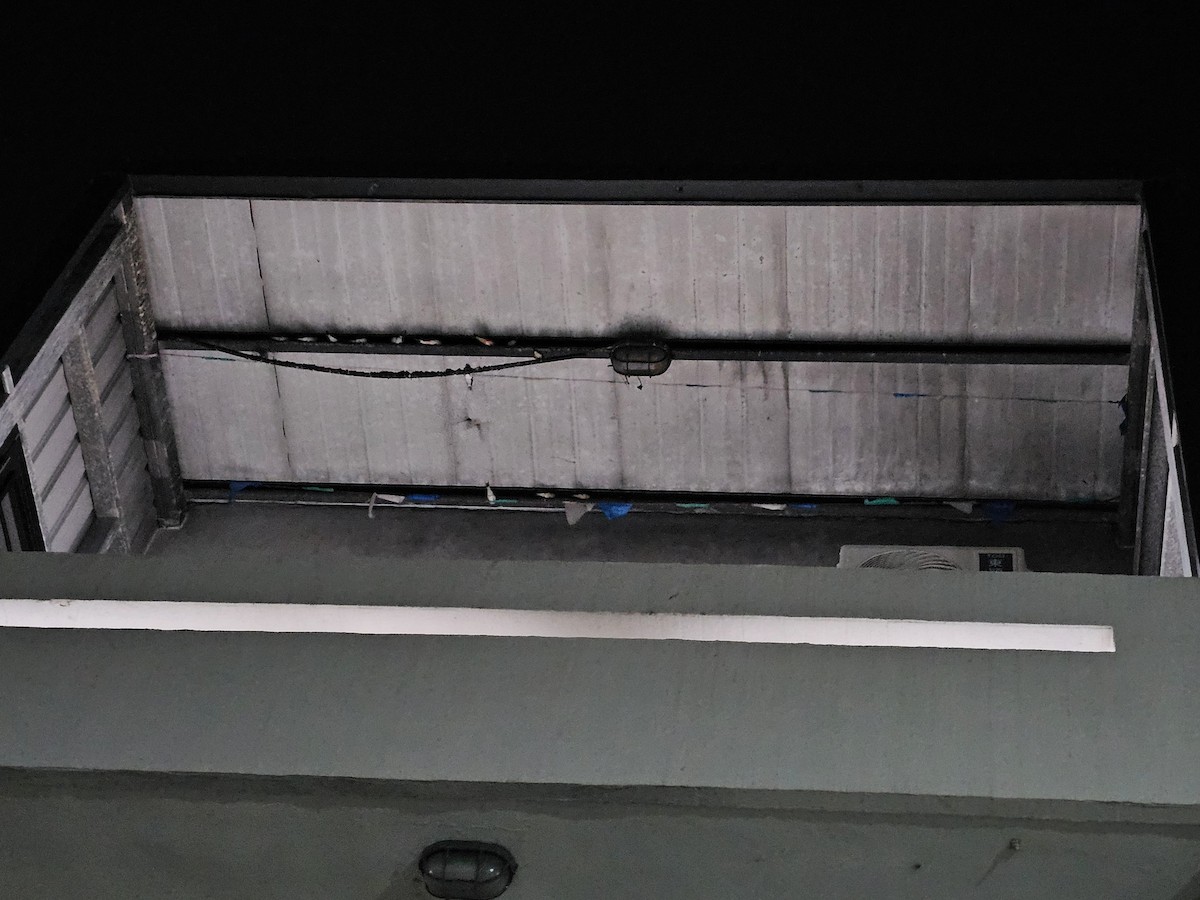 vlaštovka obecná - ML646170948