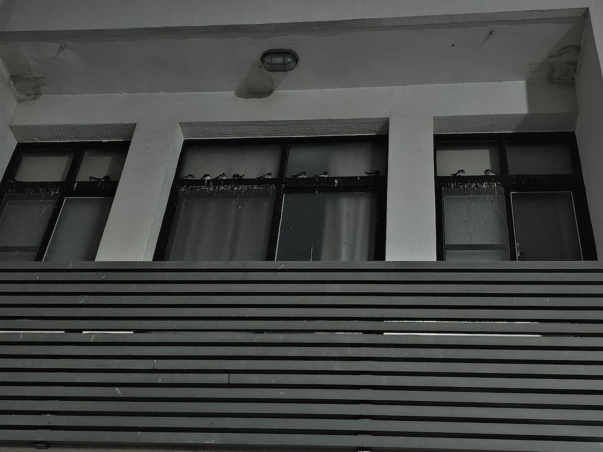 vlaštovka obecná - ML646170950