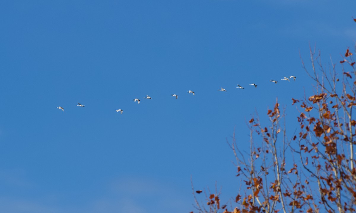Tundra Swan - ML646170951