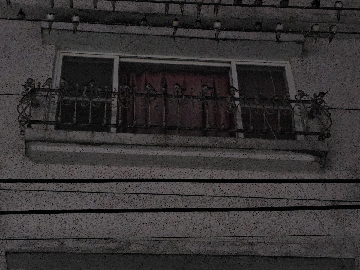 vlaštovka obecná - ML646170952