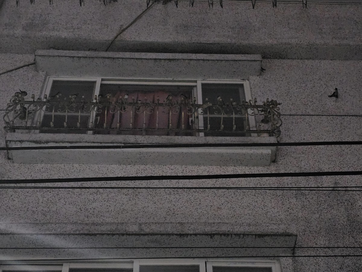 vlaštovka obecná - ML646170960