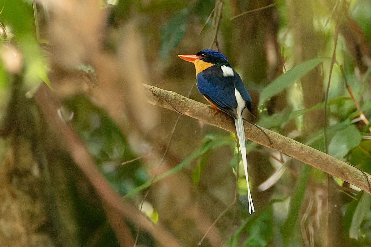 Buff-breasted Paradise-Kingfisher - ML646170961